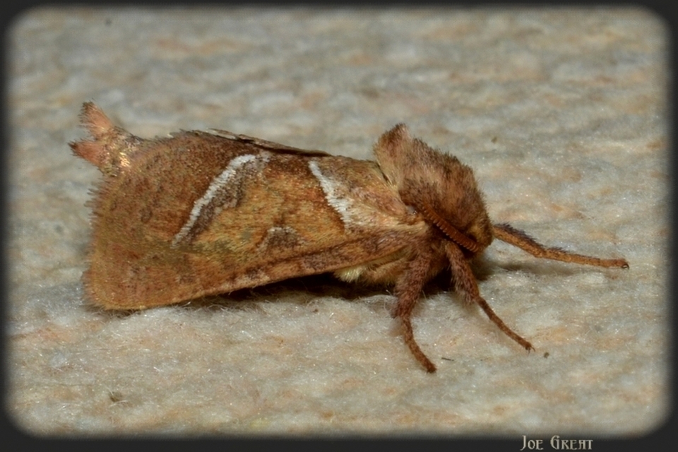 Triodia sylvina - kis gyökérrágólepke