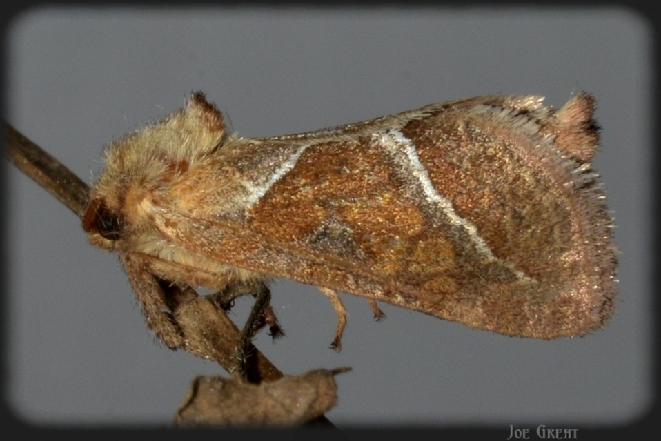 Triodia sylvina - kis gyökérrágólepke