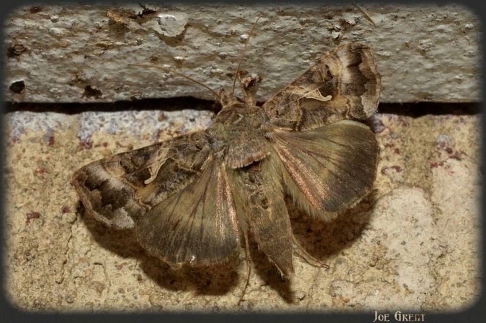 Autographa gamma - gammalepke