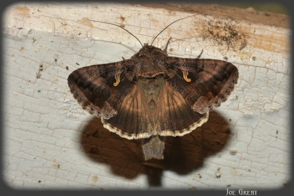 Autographa gamma - gammalepke