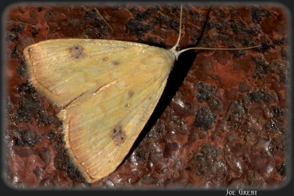 Rivula sericealis - selymes lórombagoly