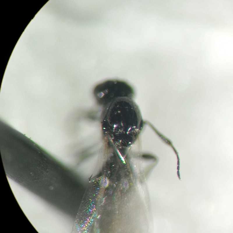 Platygaster