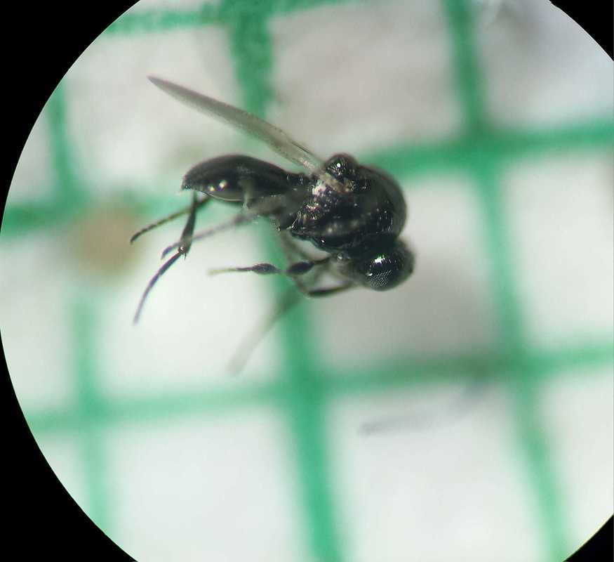 Platygaster