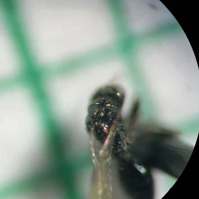 Asaphes vulgaris