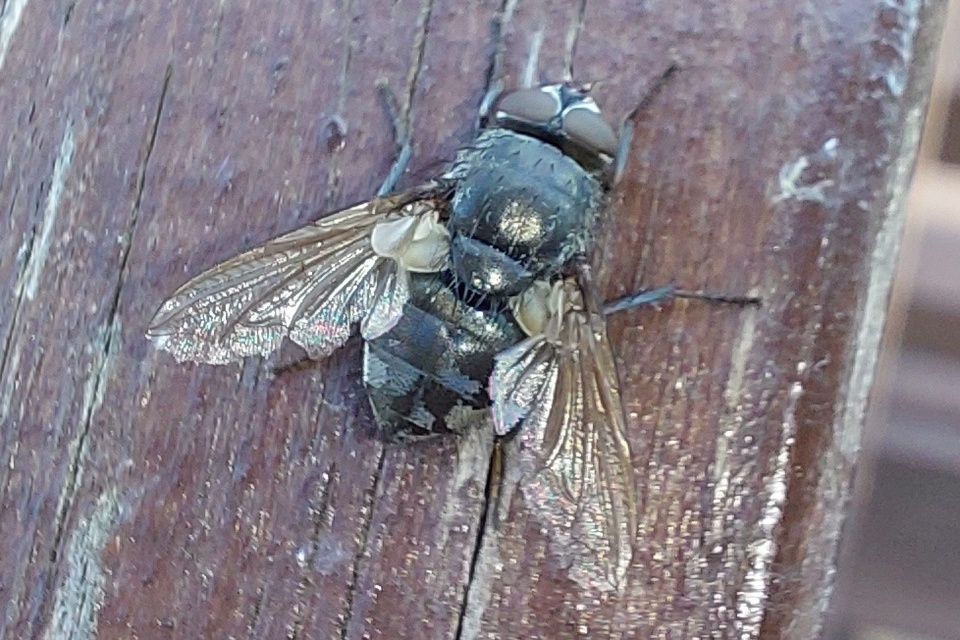 Pollenia