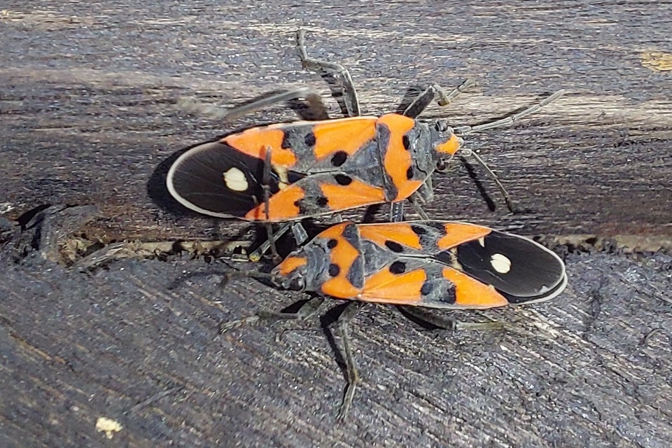 Lygaeus equestris/simulans