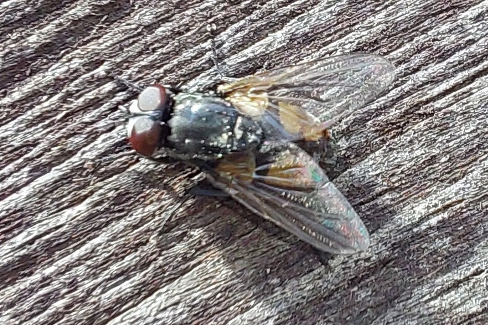 Musca autumnalis - tanyai légy