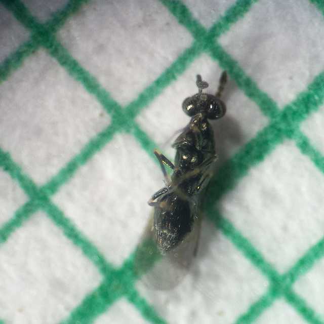 Diglyphus