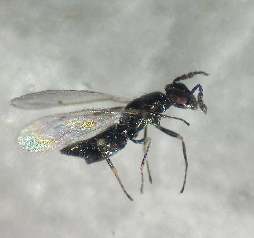 Diglyphus