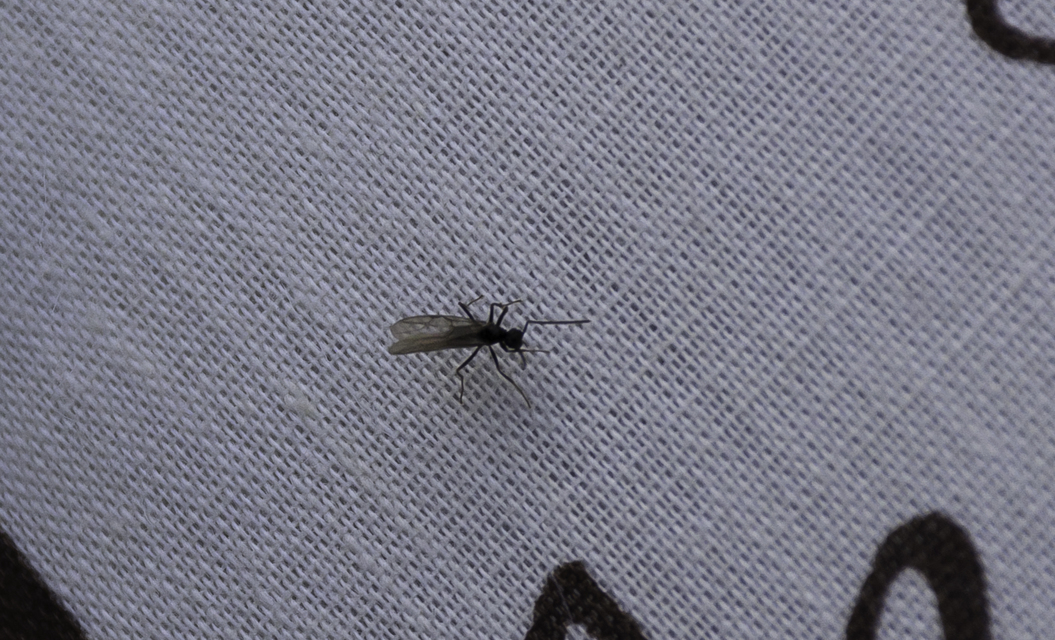 Prenolepis nitens - ragyogóhangya