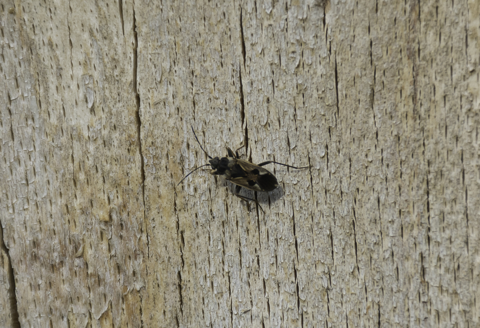 Rhyparochromus vulgaris - közönséges díszesbodobács