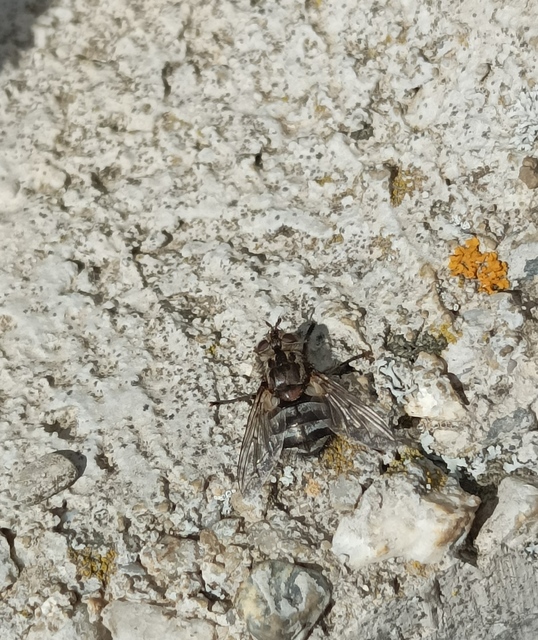 Tachinidae - fürkészlegyek