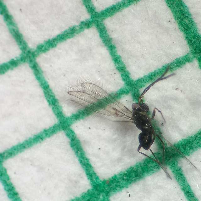 Anaphes
