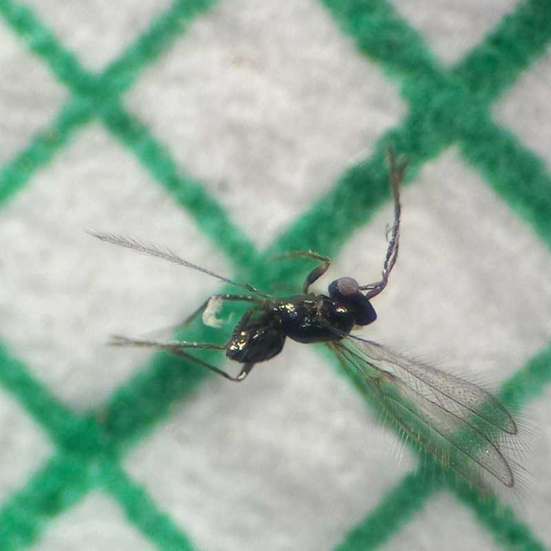 Anaphes
