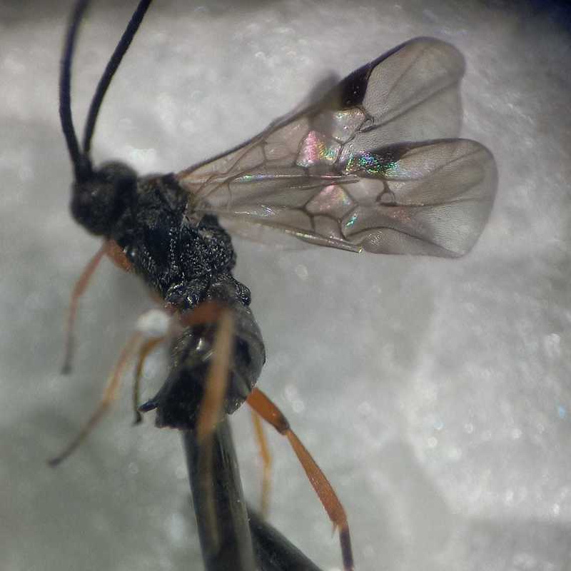 Microplitis
