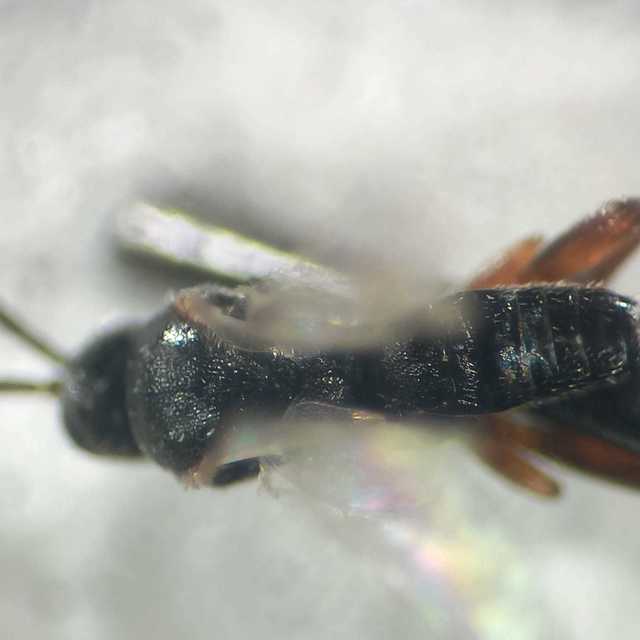 Apanteles