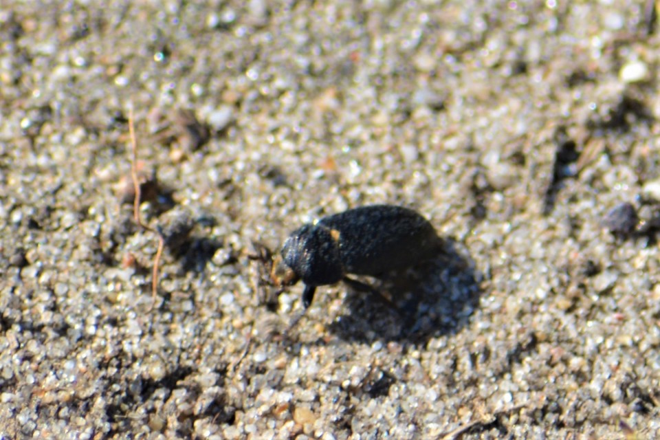 Dermestes laniarius - gyászos porva