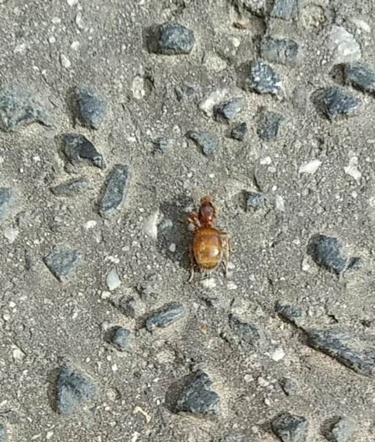 Prenolepis nitens - ragyogóhangya