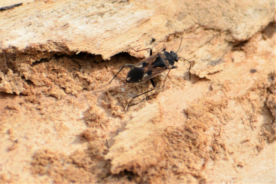 Rhyparochromus vulgaris - közönséges díszesbodobács