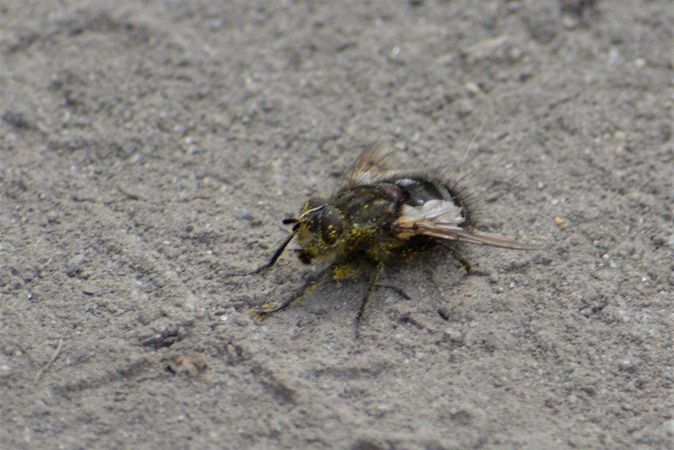 Ernestia puparum