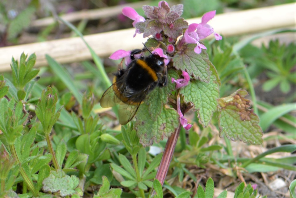 Bombus - poszméhek