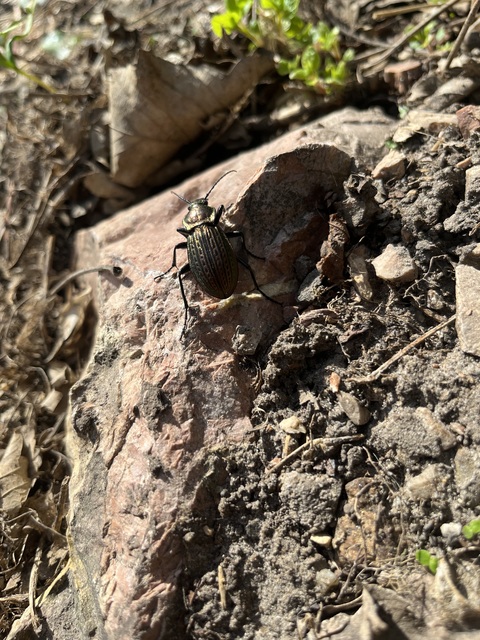 Carabus ulrichii - rezes futrinka