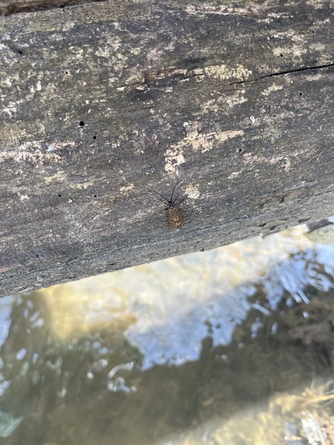Oligostomis reticulata