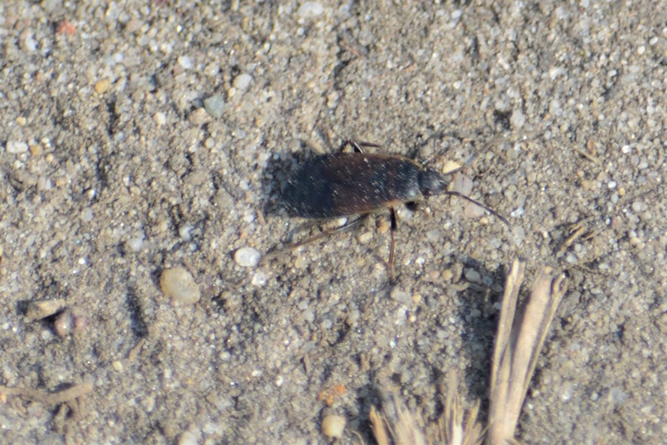 Pyrrhocoris marginatus - szegélyes bodobács