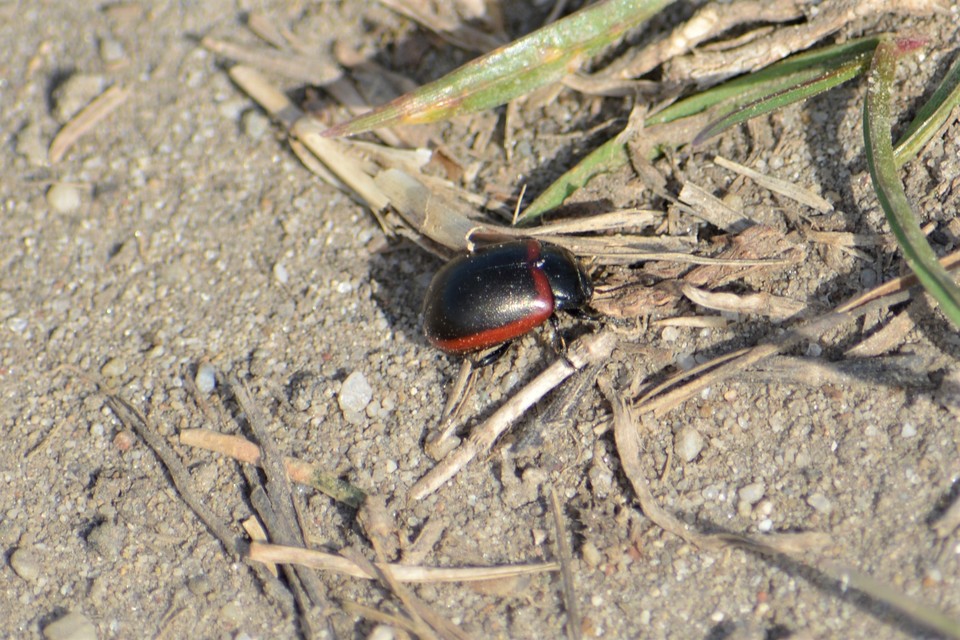 Chrysolina limbata - keretes levélbogár