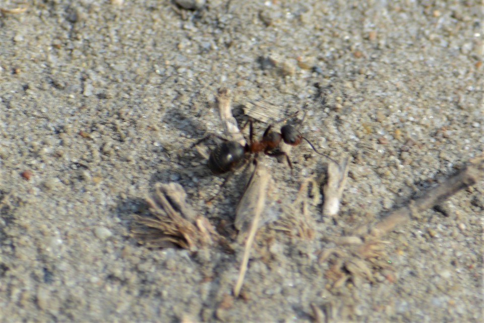Formica pratensis - réti vöröshangya