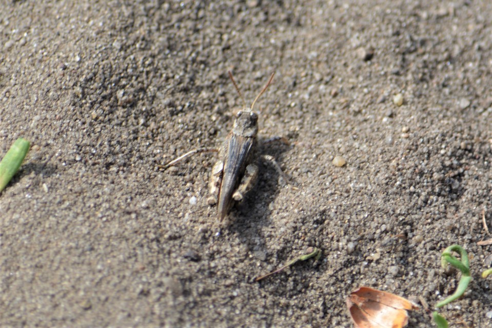 Acrotylus insubricus - önbeásósáska