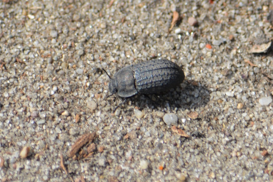 Opatrum sabulosum - sároshátú gyászbogár