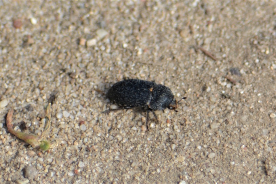 Dermestes laniarius - gyászos porva