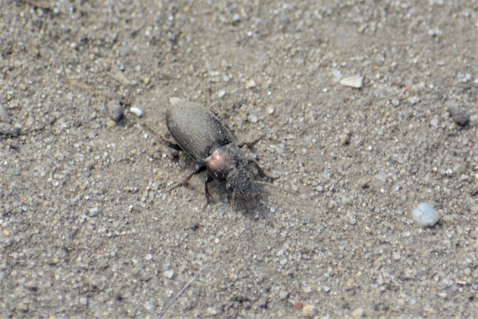 Harpalus distinguendus - mezei lomhafutó