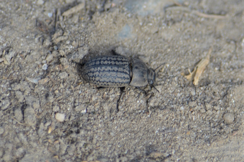 Opatrum sabulosum - sároshátú gyászbogár
