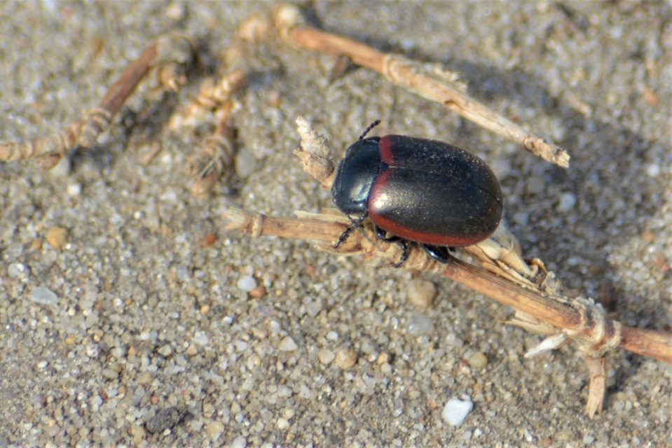 Chrysolina limbata - keretes levélbogár