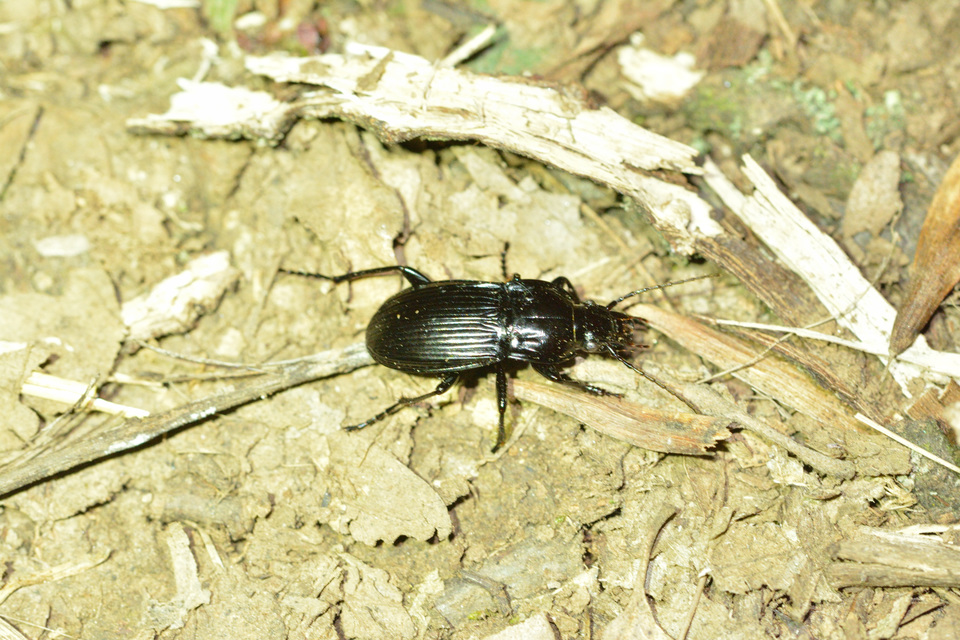 Abax parallelepipedus - félbordás szélesfutó