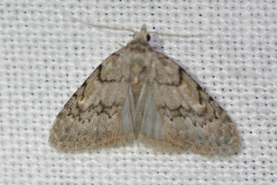Nola cicatricalis - szürke pamacsosszövő