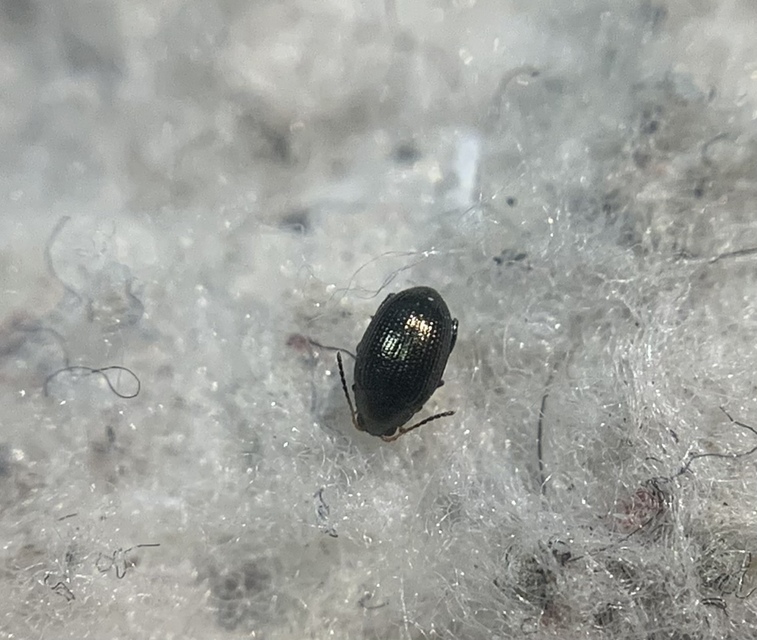 Chaetocnema tibialis - répa-földibolha