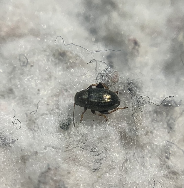 Chaetocnema hortensis - rezes pázsitfű-földibolha