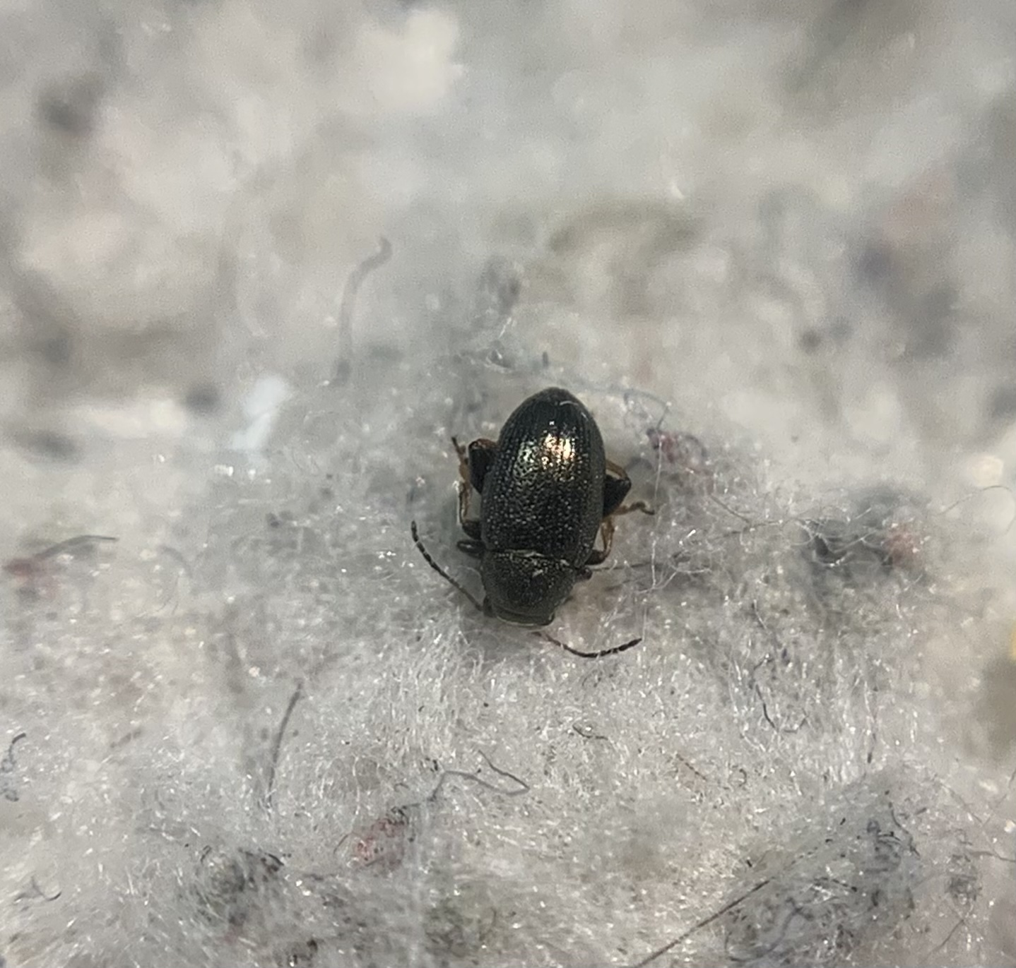 Chaetocnema hortensis - rezes pázsitfű-földibolha