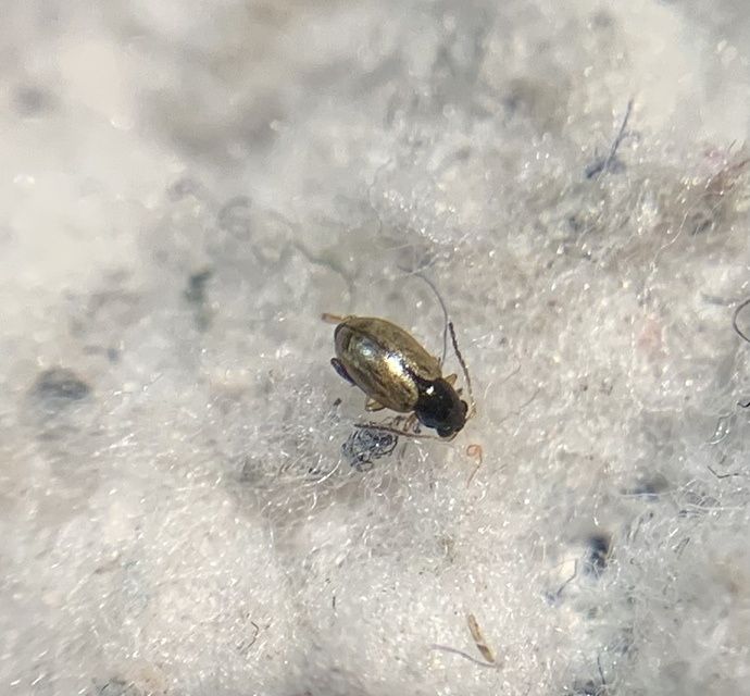 Longitarsus pratensis - közönséges útifű-földibolha