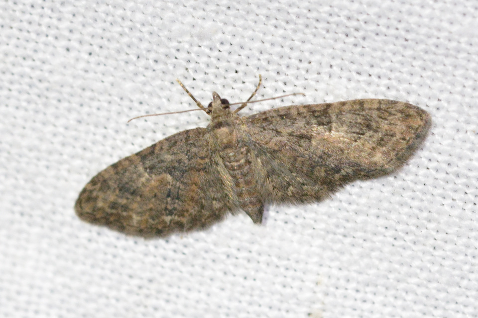 Eupithecia abbreviata - korai törpearaszoló