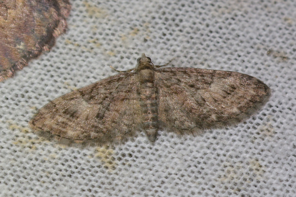 Eupithecia abbreviata - korai törpearaszoló
