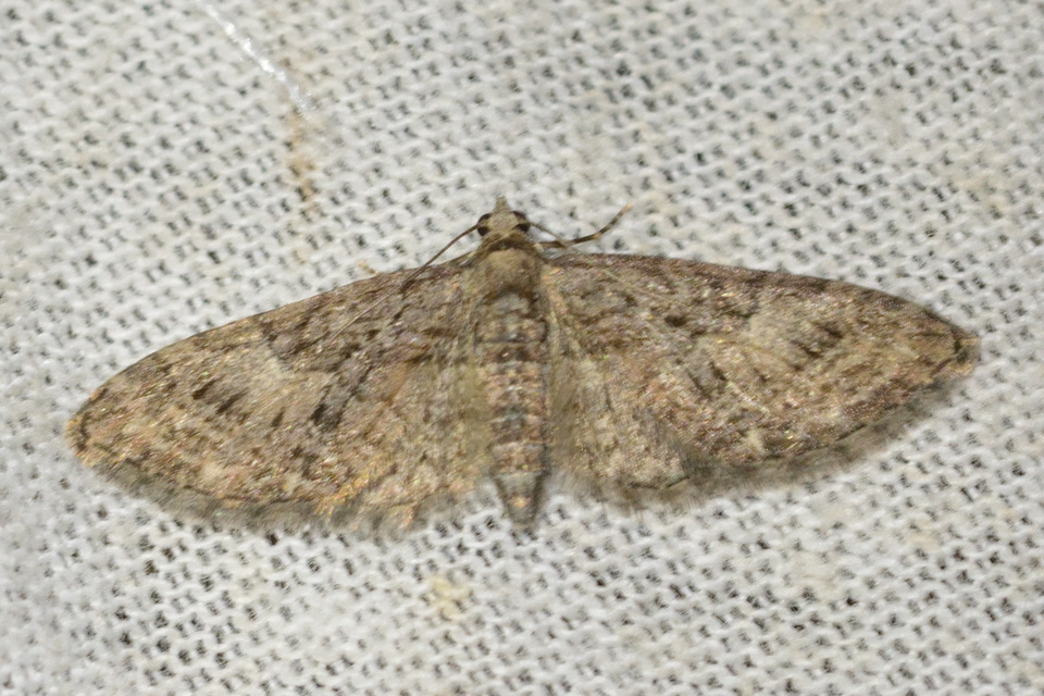 Eupithecia abbreviata - korai törpearaszoló