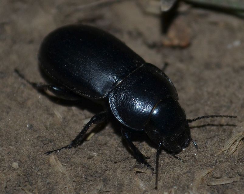Zabrus spinipes - zömök futó