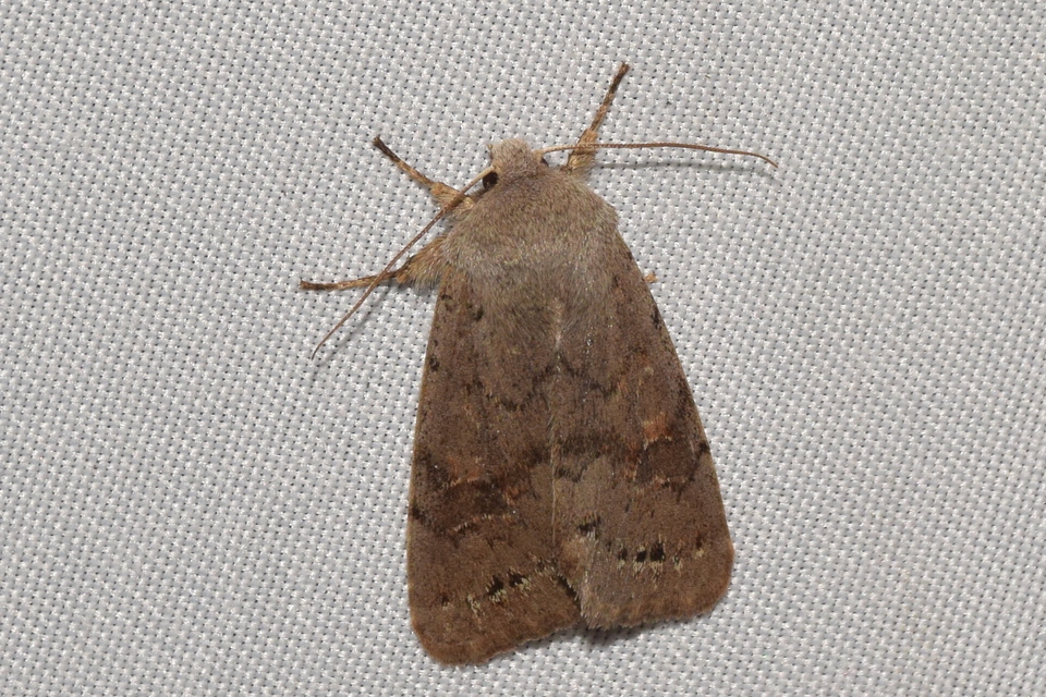 Orthosia populeti - nyárfa-barkabagoly