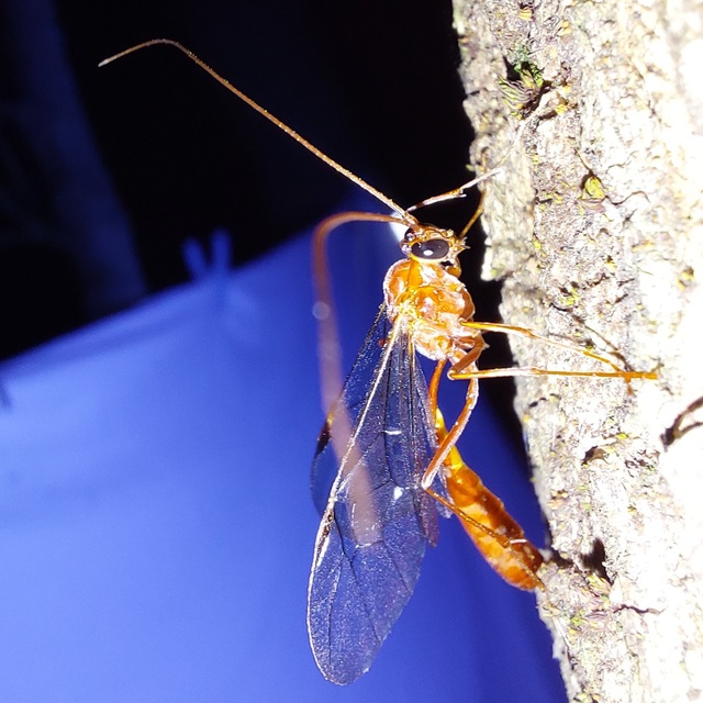 Ophion obscuratus