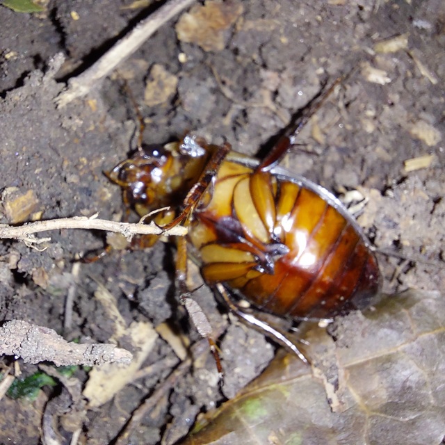 Dytiscus dimidiatus - tompacsípős csíkbogár