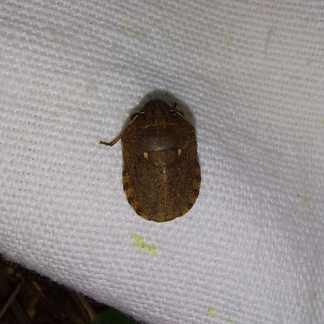 Eurygaster